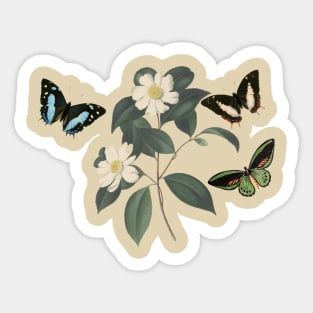 Watercolor of white camellia flowers and butterflies - vintage flowers Sticker